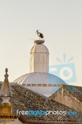 White Stork Bird Stock Photo