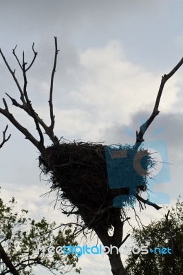 White Stork Nest Stock Photo
