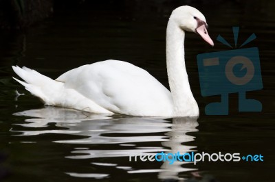 White Swan Stock Photo