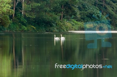 White Swan And Its Mate Are Swimming In The Lake Stock Photo