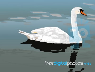 White Swan In The Lake Stock Image