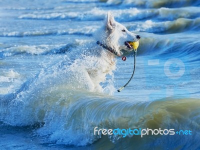 White Swiss Shepherd Runs Through Foaming Waves Stock Photo