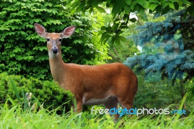 White Tailed Deer Stock Photo