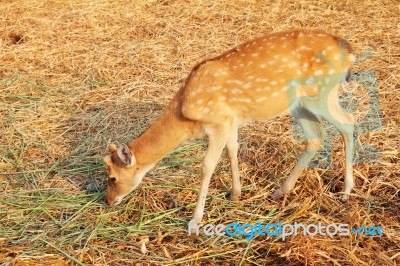 White-tailed Deer Fawn Stock Photo