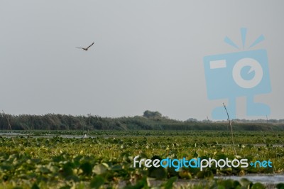 White-tailed Eagle (haliaectus Albicilla) In The Danube Delta Stock Photo