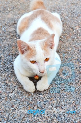 White Thai Cat Sitting On The Gravel Stock Photo
