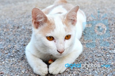 White Thai Cat Sitting On The Gravel Stock Photo