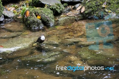 White-throated Dipper Stock Photo