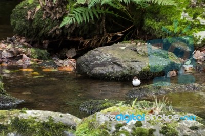 White-throated Dipper (cinclus Cinclus) Stock Photo