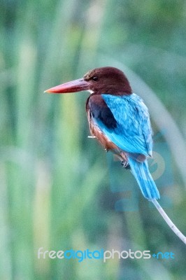 White-throated Kingfisher Stock Photo