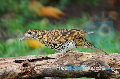 White Thrush Stock Photo White Thrush Stock Photo