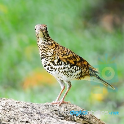 White Thrush Stock Photo White Thrush Stock Photo