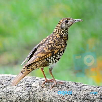 White Thrush Stock Photo White Thrush Stock Photo