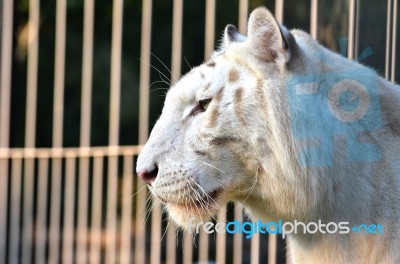 White Tiger Stock Photo