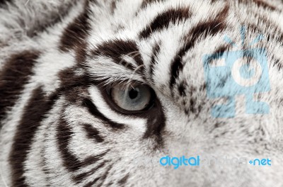White Tiger Eye Stock Photo