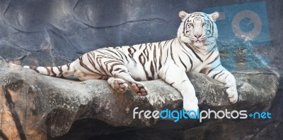White tiger lying on a rock Stock Photo