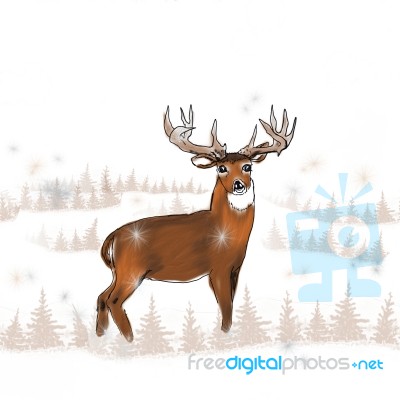 Whitetail Buck In The Snow Stock Image