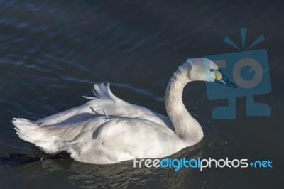 Whooper Swan Cygnus Cygnus Stock Photo