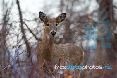 Wide Awake Deer In The Bush Stock Photo