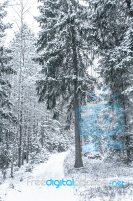 Wide Path In The Woods In A Winter Day Stock Photo