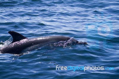 Wild Dolphins Stock Photo