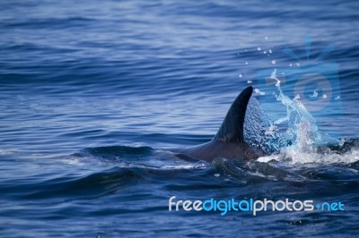 Wild Dolphins Stock Photo