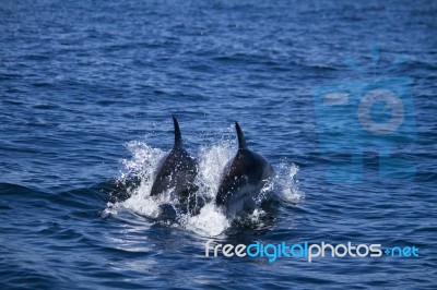 Wild Dolphins Stock Photo