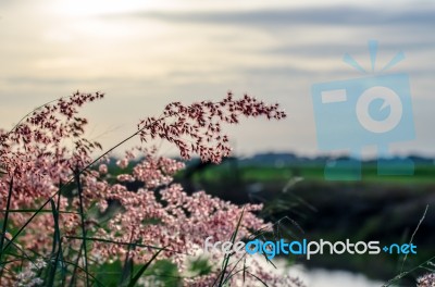 Wild Florwers In Sunset Stock Photo