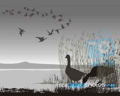 Wild Geese Migrating Stock Image