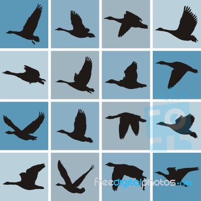 Wild Geese Pattern Stock Image