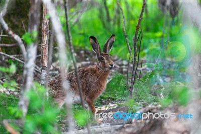 Wild Hare Sitting In A Green Grass Stock Photo