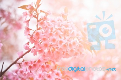 Wild Himalayan Cherry Flower With Flare Light Stock Photo