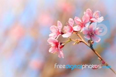 Wild Himalayan Cherry ( Prunus Cerasoides ) ( Sakura In Thailand… Stock Photo