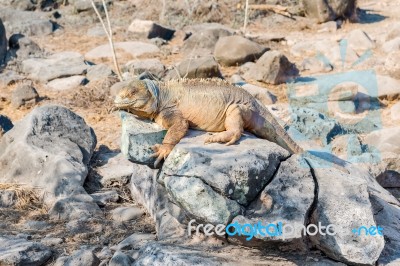 Wild Land Iguana On Santa Fe Island In Galapagos Stock Photo Wild Land Iguana On Santa Fe Island In Galapagos Stock Photo