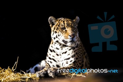 Wild Leopard Lying Relaxed Stock Photo Wild Leopard Lying Relaxed Stock Photo