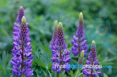 Wild Lupins (lupinus Perennis) Stock Photo