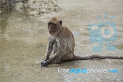 Wild Monkey Sitting On Sea Beach And Feeding Stock Photo