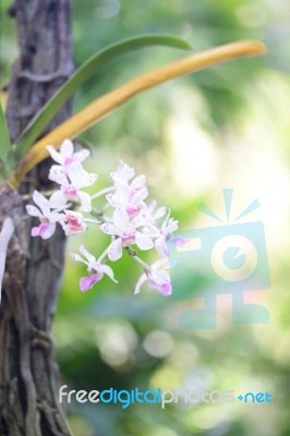 Wild Orchid Plant Stock Photo