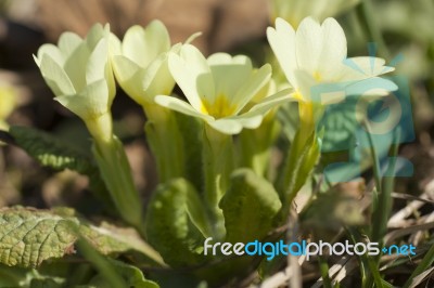 Wild Primrose Flowers Stock Photo