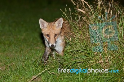 Wild Red Fox Stock Photo Wild Red Fox Stock Photo