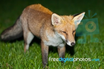 Wild Red Fox Stock Photo Wild Red Fox Stock Photo