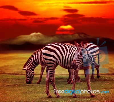 Wild Zebra Standing In Green Grass Field Against Beautiful Dusky… Stock Photo