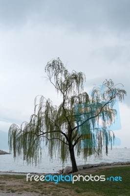 Willow Tree On The Shore At Riva Del Garda Stock Photo Willow Tree On The Shore At Riva Del Garda Stock Photo