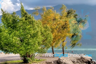 Wind Blown Trees At Riva Del Garda Stock Photo