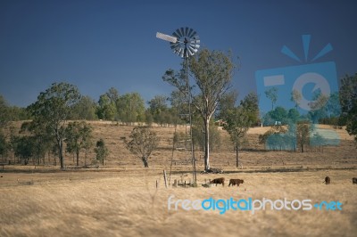 Windmill And Cows In The Countryside During The Day Stock Photo