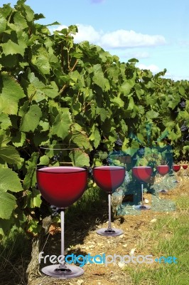 Wine Stock Photo Wine Stock Photo