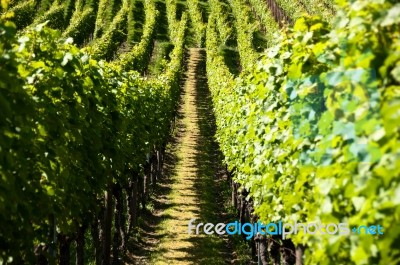 Wineyards In Early Summer Stock Photo
