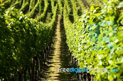 Wineyards In Early Summer Stock Photo Wineyards In Early Summer Stock Photo