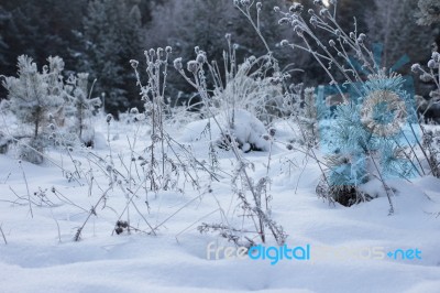 Winter Christmas Background Stock Photo
