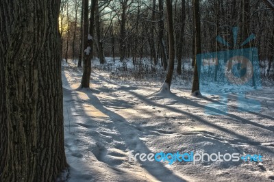 Winter Forest At Sunset Stock Photo